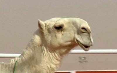 A contestant at the 2018 King Abdulaziz Camel Festival (YouTube screenshot)