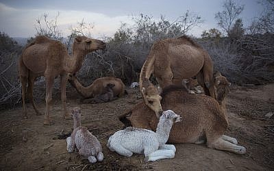 Camels rest at the night camp after grazing in the open all day near Kibbutz Kalya, in the West Bank, February 9, 2018. (AP Photo/Oded Balilty)