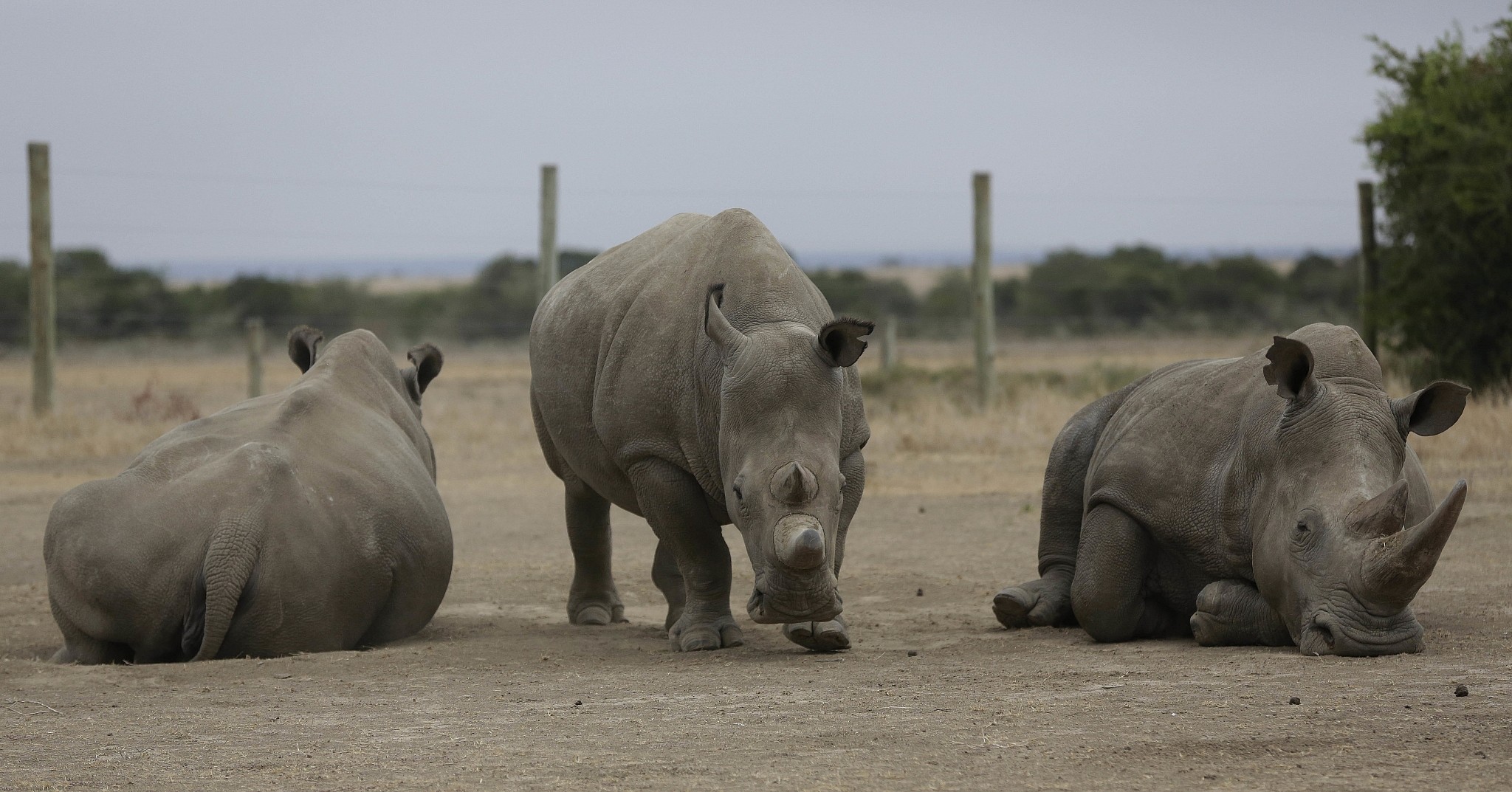 northern white rhinoceros