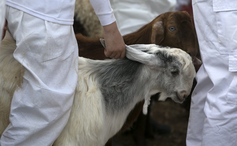 A man holds a goat as Samaritans take part in the traditional Passover sacrifice ceremony, at Mount Gerizim near the northern West Bank city of Nablus on April 29, 2018. (AFP)