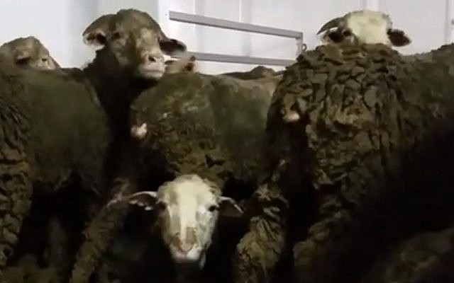 Undated image of sheep bound for the meat industries of the Middle East from Australia are so overcrowded that they are forced to stand, covered in excrement, for the more than three week journey by sea. (Screen capture: Hadashot news)