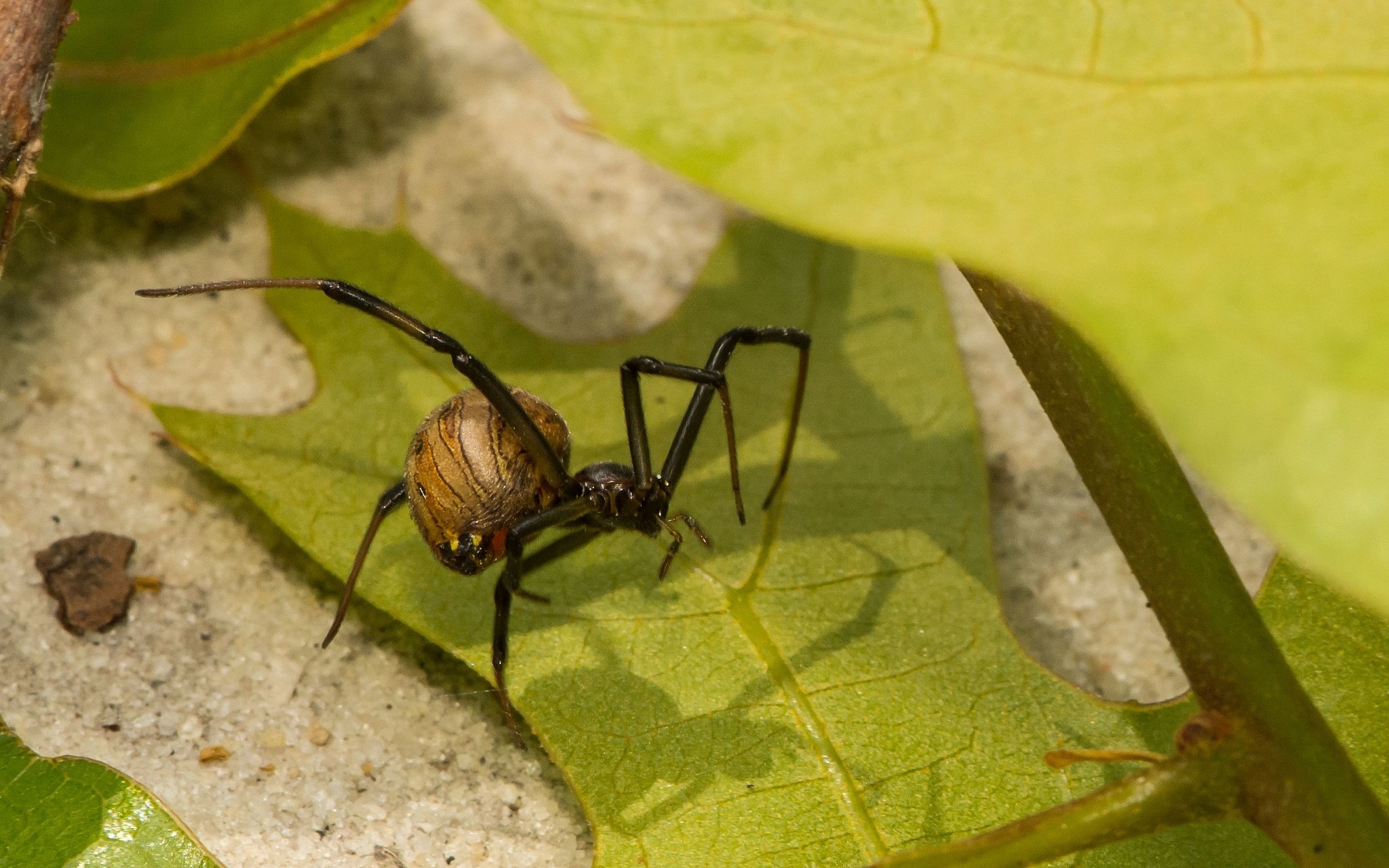 Kwade trouw bodem Isoleren Male spiders prefer mature aggressive females over fertile young ones | The  Times of Israel
