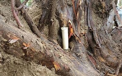 The jar containing a 70-year-old copy of Israel's Declaration of Independence came to light when a storm uprooted a tree at Kibbutz Degania Alef in the Jordan valley, April 2018. (Jordan Valley Regional Council).