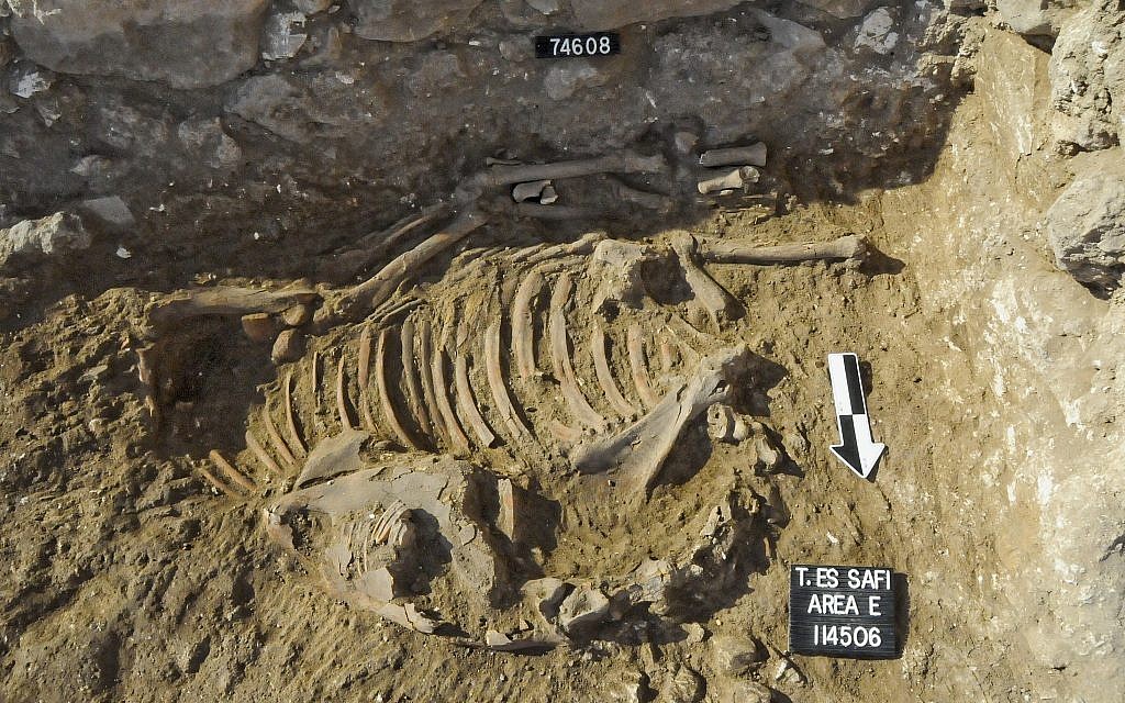 Illustrative: A skeleton of a donkey dating to the Early Bronze Age III (approximately 2700 BCE) found at the excavations of the biblical city Gath. (Tell es-Safi/Gath Archaeological Project)