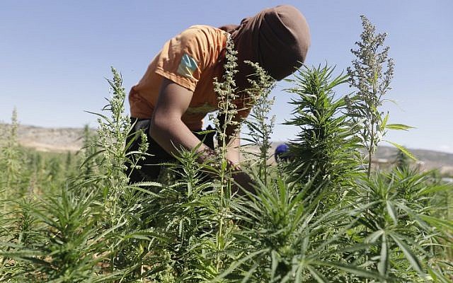 A worker cultivates plants at a cannabis plantation in the village of Yammouneh in Lebanon's eastern Bekaa Valley on July 23, 2018. (AFP PHOTO / JOSEPH EID)
