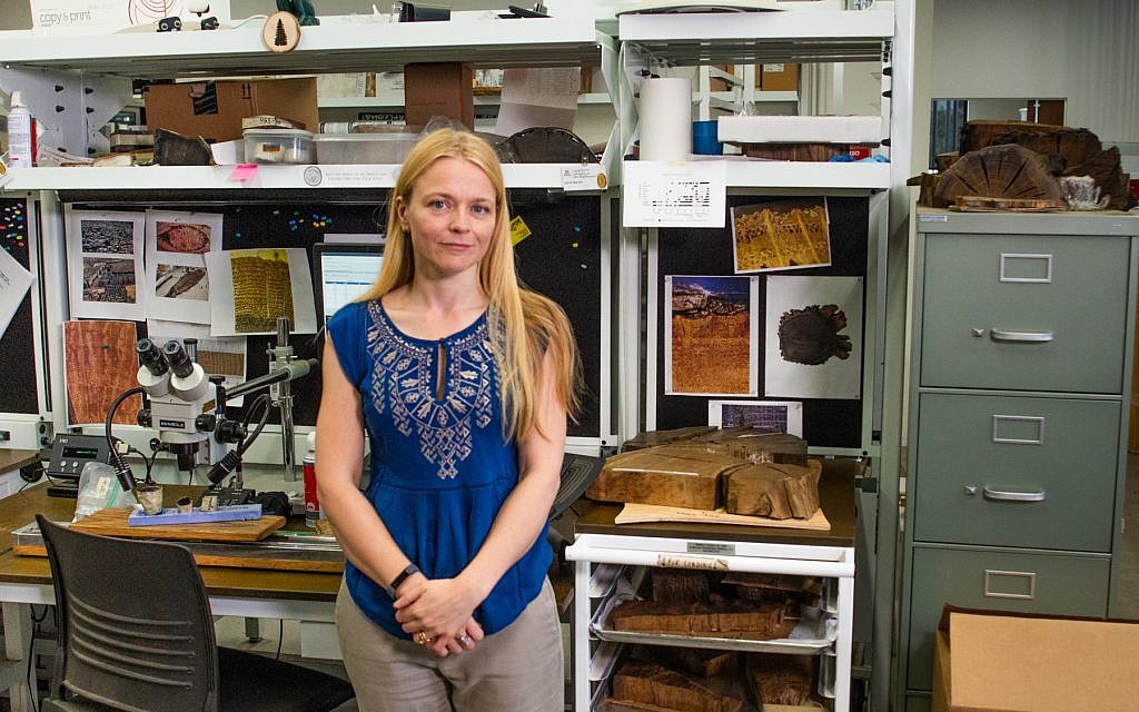 Assistant              professor of dendrochronology Dr. Charlotte Pearson in her              lab at the University of Arizona. (Robert D. Demers)