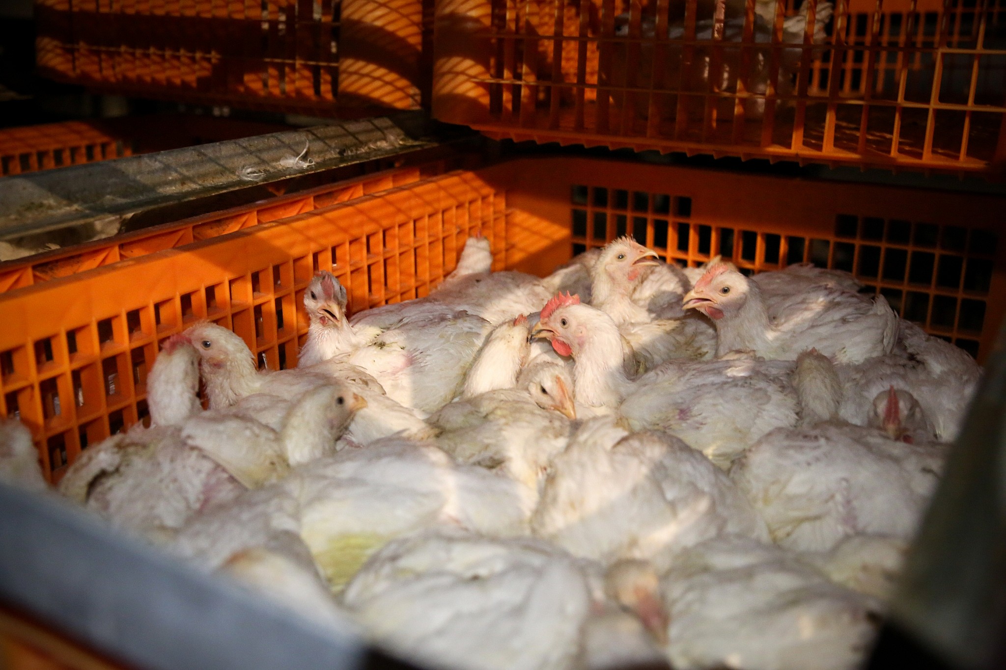 Chicken Swinging Ritual Endures Despite Animal Welfare