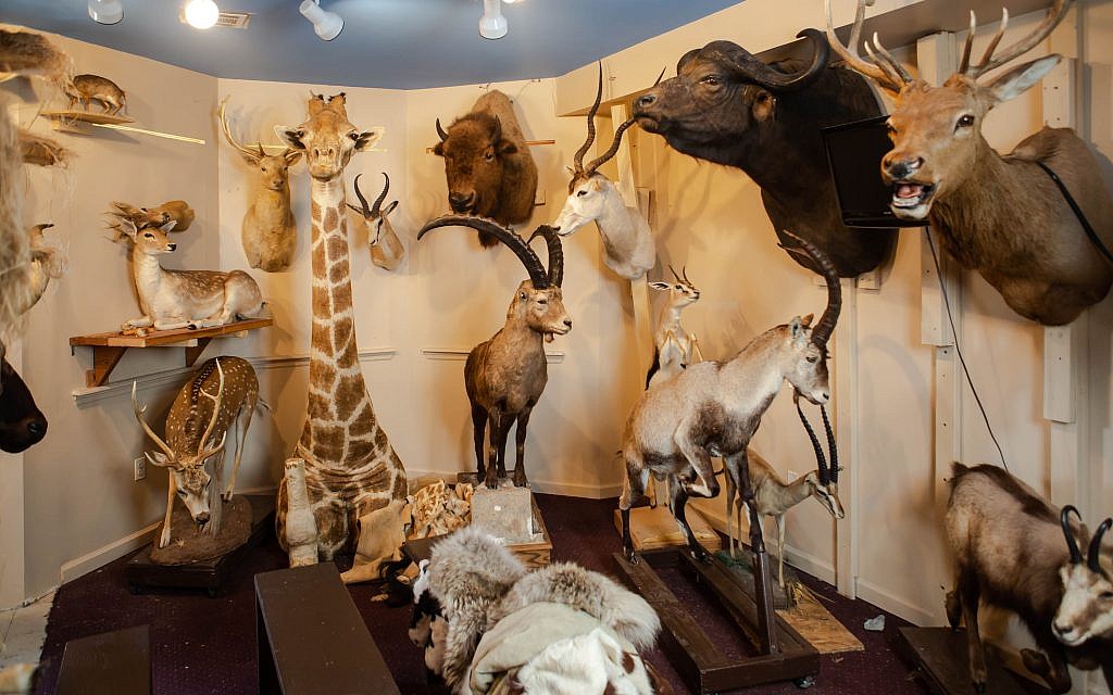 All 1,100 species mentioned in the Bible and Talmud can be found at the Torah Animal World museum in New York City. (Micah B. Rubin/ Times of Israel)