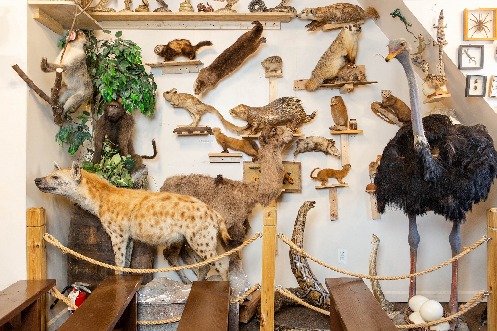 Every animal in the Torah is stuffed into this biblical taxidermy museum |  The Times of Israel