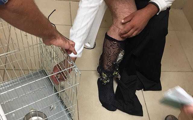 Man caught smuggling 40 goldfinches in his fishnet stockings at the Allenby Border Crossing, October 15, 2018 (Civil Administration)
