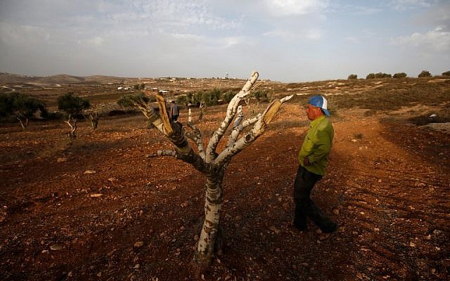 Palestinian farmer Mahmoud Abu Shinar stands next to destroyed olive trees, near the West Bank village of Turmus Aya, north of Ramallah, on October 22, 2018. (Abbas Momani/AFP)