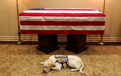 Sully, US president George H.W. Bush's service dog, lies in front of his casket in Houston, December 2, 2018. (Evan Sisley/Office George H.W. Bush via AP)