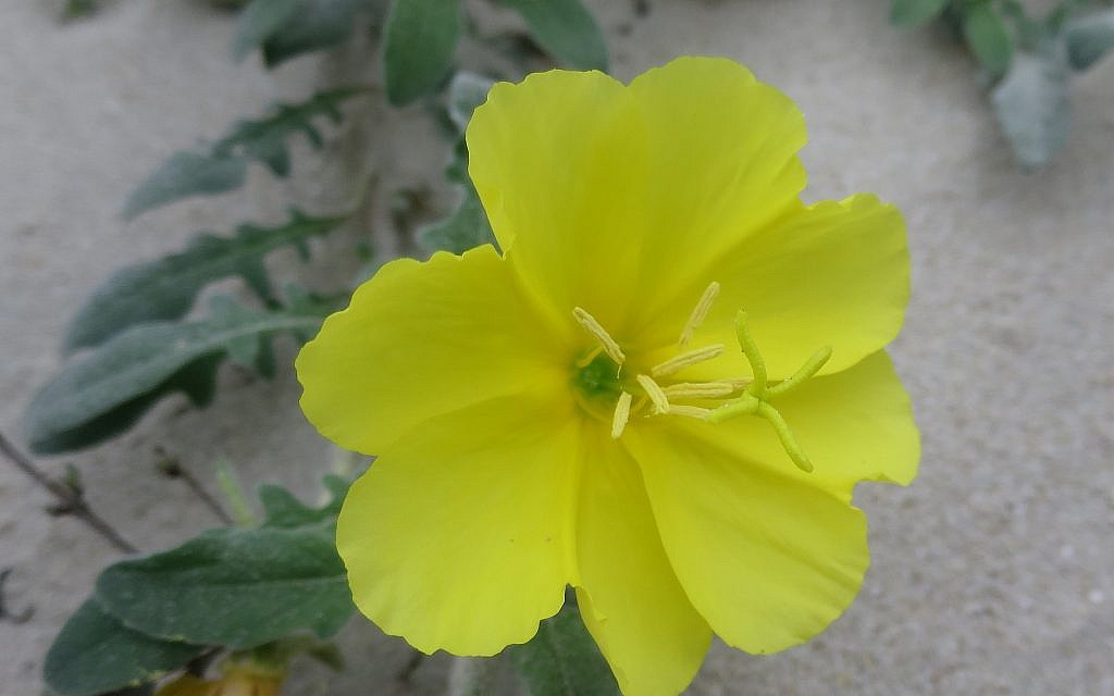The Oenothera drummondii, or evening-primrose flower, on a beach in Hong Kong. (Wikipedia/Geographer/CC BY-SA)