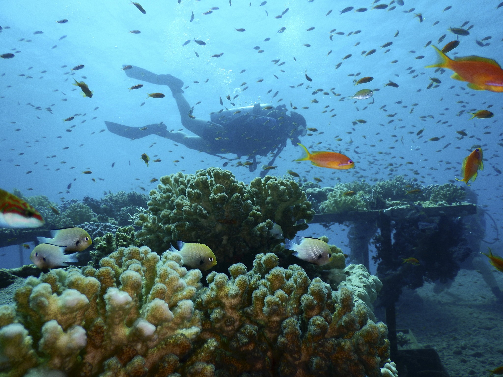 Northern Red Sea coral reefs may be able to a hot, grim future | The Times Israel