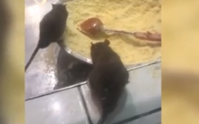 Rats seen eating pizza at a branch of Domino's Pizza in Haifa on February 1, 2019. (Screen capture/Ynet)