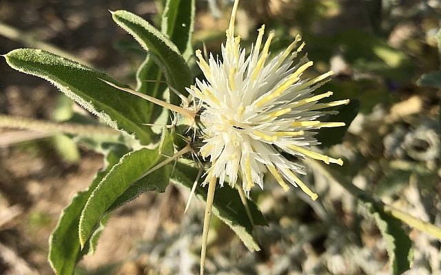 Centaurea pallescens or desert cornflower, is a thorny annual
