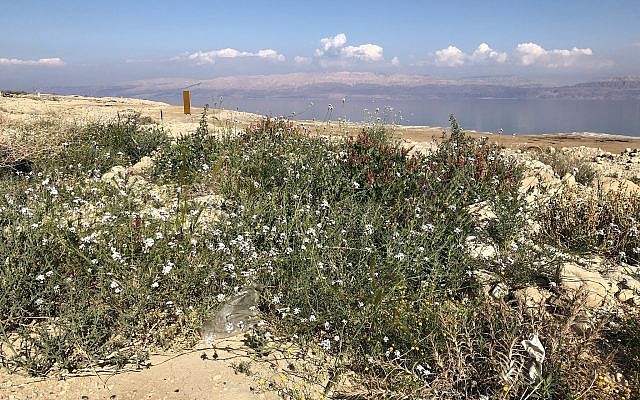 General view of road-side plants with the Dead Sea in the background, Ein Gedi, February 22, 2019. (Sue Surkes/Times of Israel)