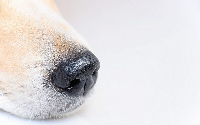 Ilustrativo  Um nariz de cachorro.  (Keyshort; iStock por Getty Images)
