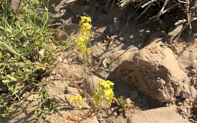 White mustard, a common plant in many parts of Israel. (Sue Surkes/Times of Israel)