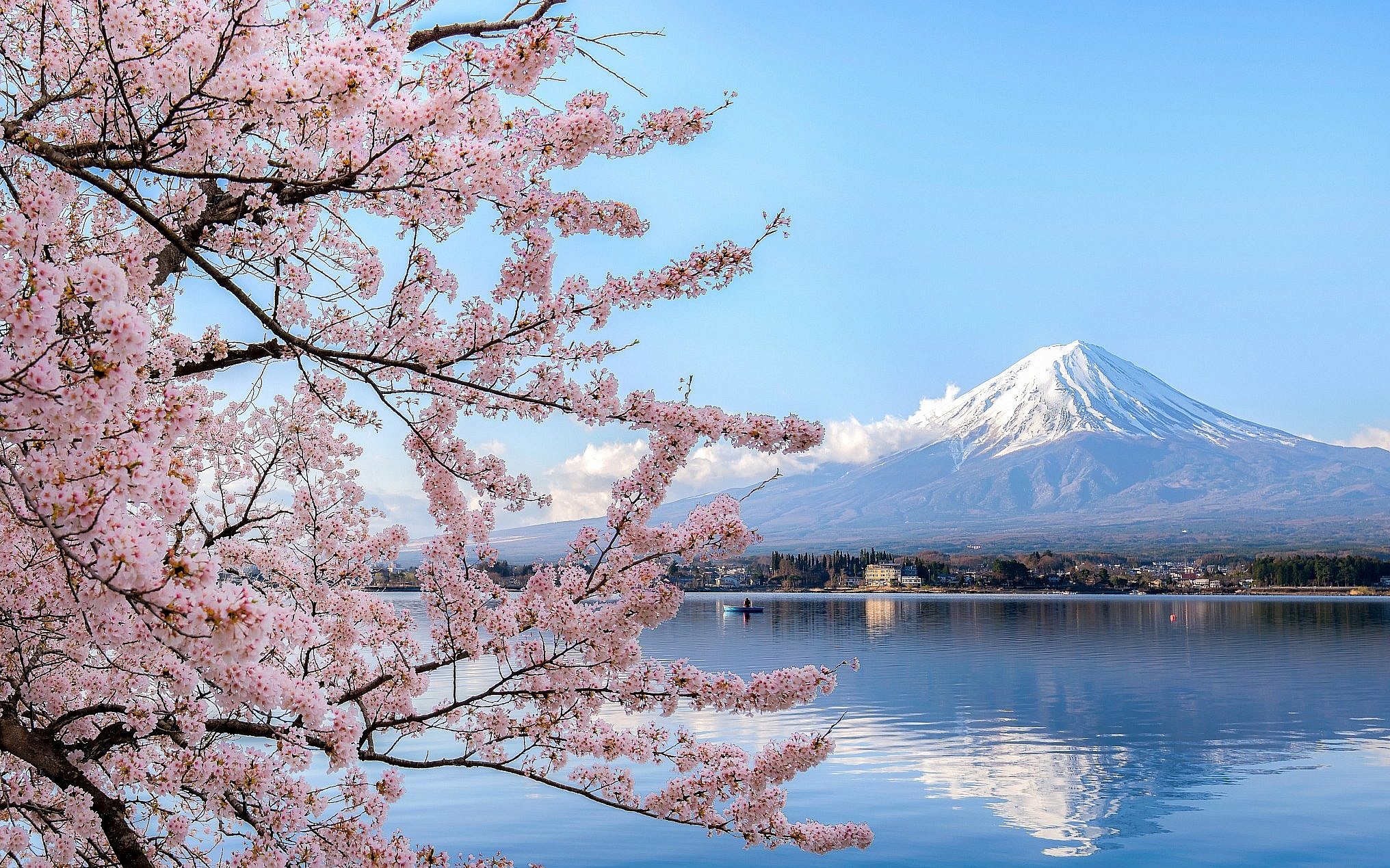 Cherry Blossom Tree Pictures Japan : Blossom Cherry Forest Japan ...