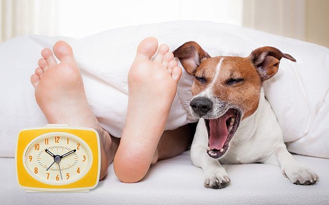 A yawning dog in bed with feet and an alarm clock. (Damedeeso, iStock by Getty Images)