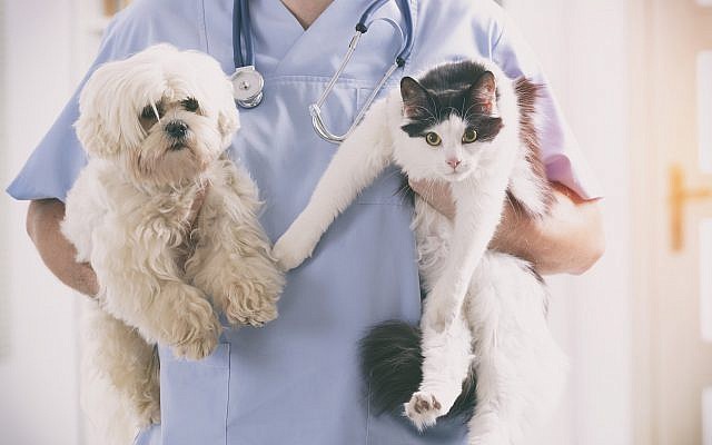 Illustrative image of pets with a vet (humonia; iStock by Getty Images)
