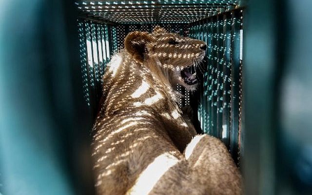 A sedated lioness is pictured in a cage at a zoo in Rafah in the southern Gaza Strip, during the evacuation by members of the international animal welfare charity 'Four Paws' of animals from the Palestinian enclave to relocate to sanctuaries in Jordan, on April 7, 2019. (SAID KHATIB / AFP)
