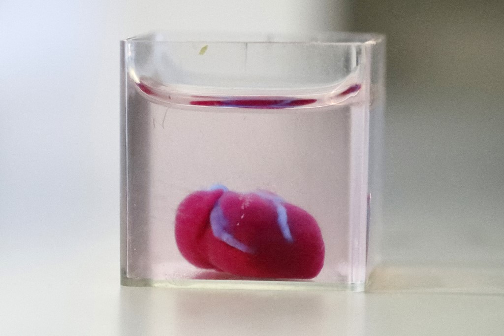 This photo taken on April 15, 2019 at the University of Tel Aviv shows a 3D print of a heart with human tissue. (Jack Guez/AFP)