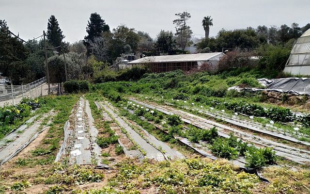Part of the organic farm at Hadassah Meir-Shfeyah youth village. (Times of Israel)