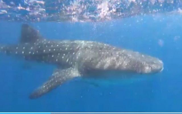 A whale shark spotted off the coast of Eilat on April 26, 2019 (Screencapture/Channel 12)