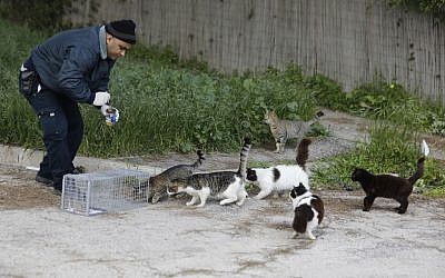 A Jerusalem municipal veterinary center employee attempts to lure stray cats into a cage with food so that they can be sterilized, March 7, 2019. (MENAHEM KAHANA/AFP)