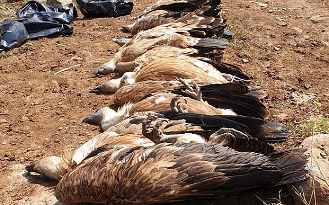 The carcasses of eight vultures found poisoned in the Golan Heights on May 10, 2019. (Nature and Parks Authority)