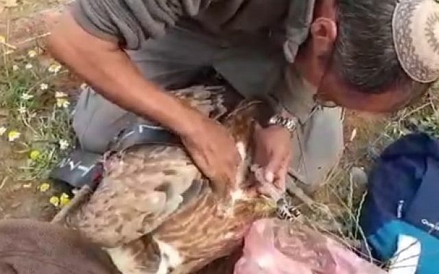 A poisoned vulture is treated after being poisoned in the Golan Heights, May 10, 2019 YouTube screenshot)
