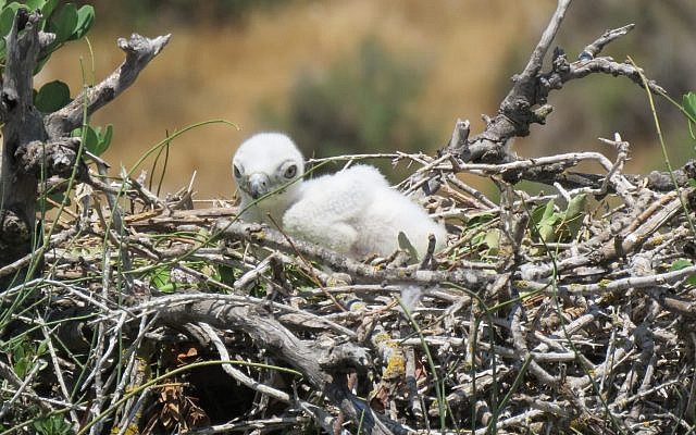 Illustrative photo of a snake eagle chick. (Liad Cohen, Nature and Parks Authority)