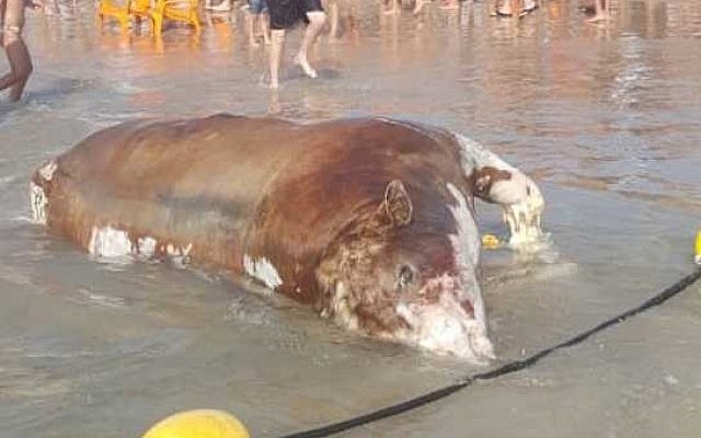 The rotting carcass of a cow, possibly thrown overboard from a ship carrying live animals to Israel for fattening and slaughter, washed up onto a beach in Tel Aviv, June 1, 2019. (Or Keren)