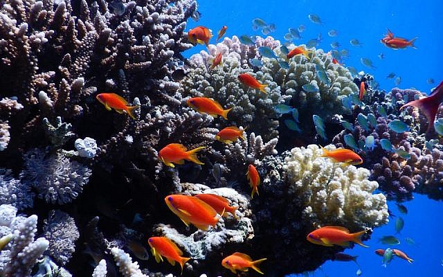 The Red Sea Transnational Research Center will study thousands of types of fish and coral found in the Red Sea, like these photographed near Eilat by Professor Maoz Fine in 2019. (courtesy Maoz Fine)