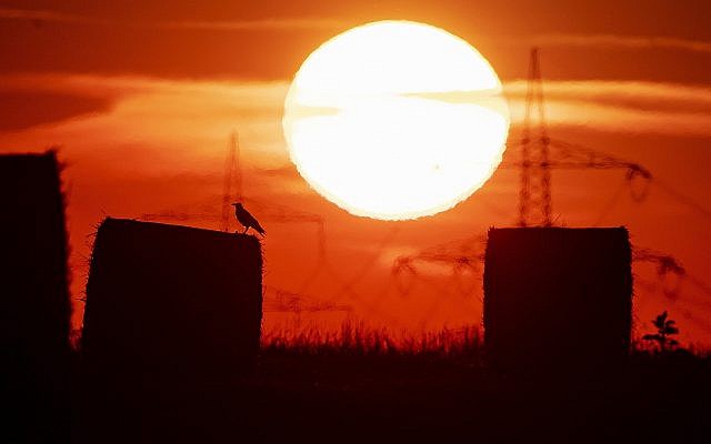 In this file photo dated July 25, 2019, a bird sits on a straw bale on a field in Frankfurt, Germany, as the sun rises during a heatwave in Europe. (AP Photo/Michael Probst)