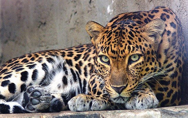 Illustrative: An Indochinese leopard (Panthera pardus delacouri) at Saigon Zoo and Botanical Gardens, Vietnam. (Wikipedia/Tomáš Najer - BioLib/CC BY-SA)