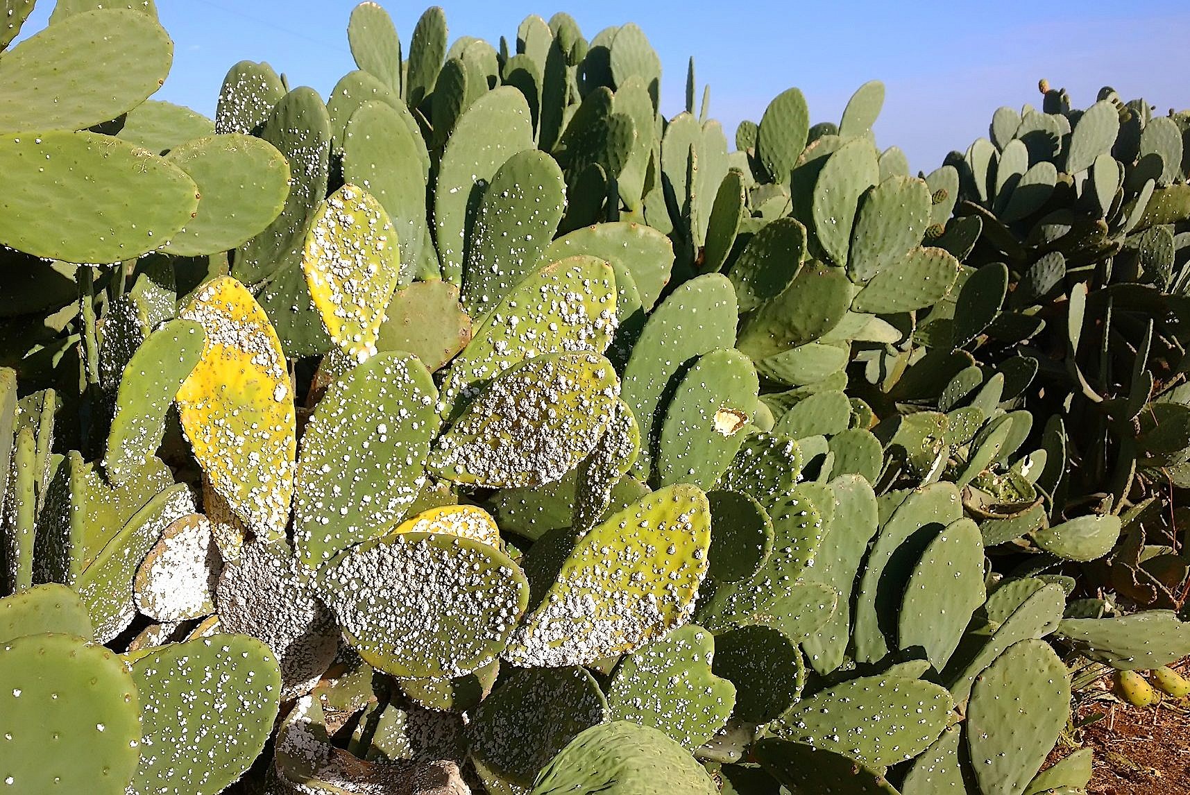 Israeli Scientists Fight To Save Iconic Sabra Prickly Pear From