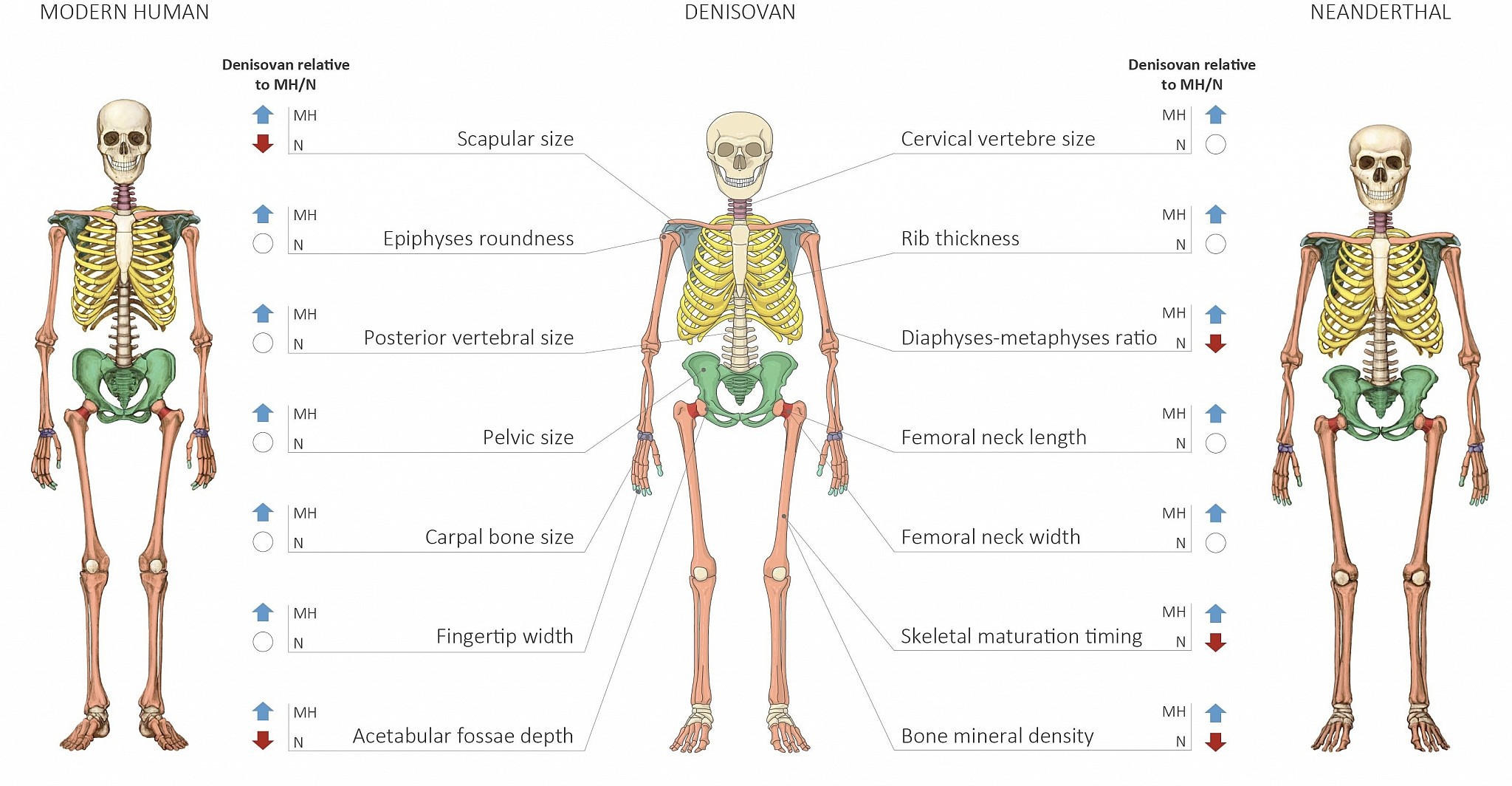 Neanderthal Skeleton Comparison
