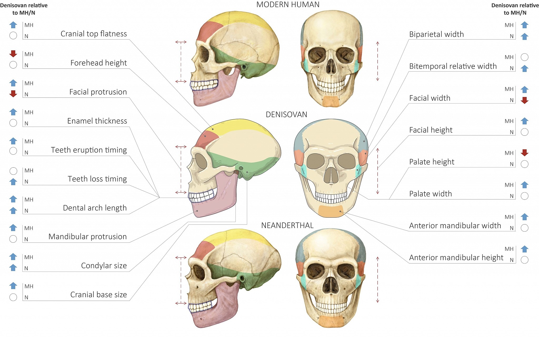 Neanderthal Vs Human Skull