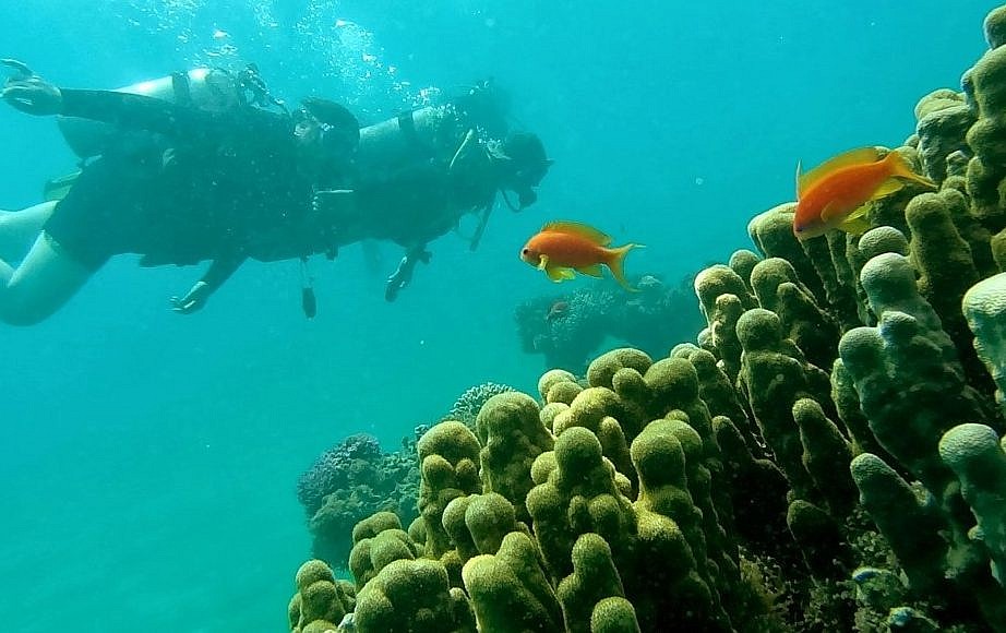 Eilat coral reefs robust despite warming Red -- | The Times of Israel