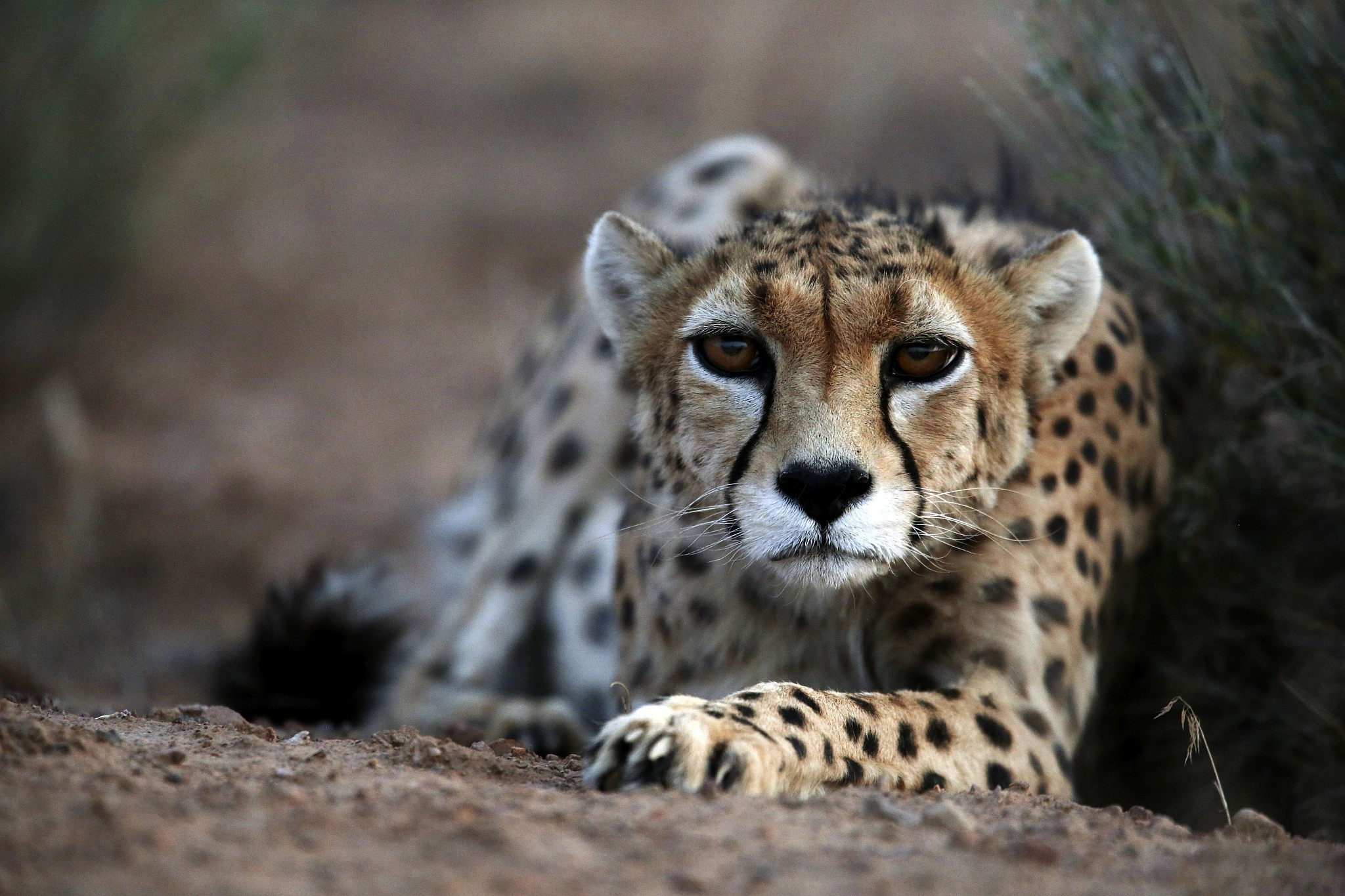 Iran says only 12 Asiatic cheetahs left in the country | The Times of Israel