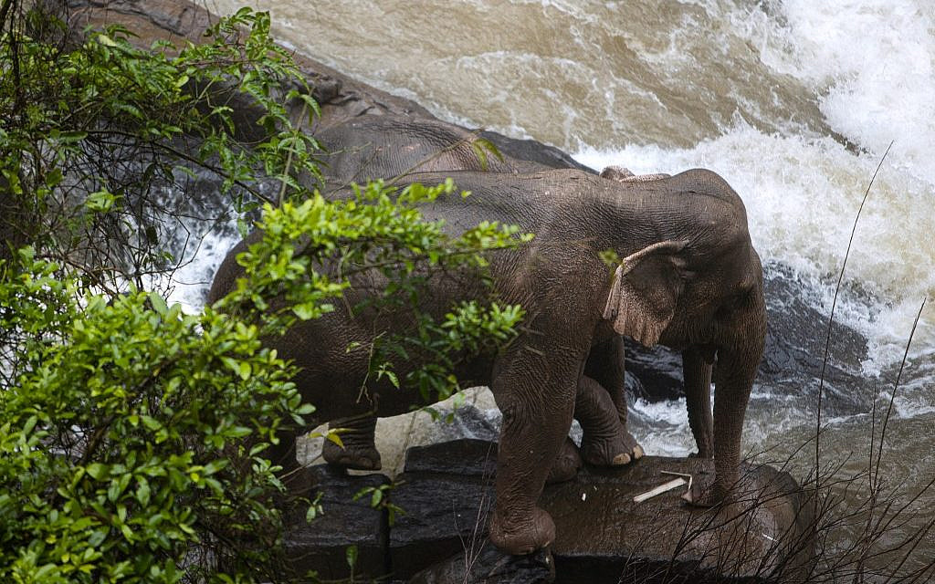 detaljer Conform Høring Trying to rescue baby, six wild elephants plunge to death at Thai waterfall  | The Times of Israel