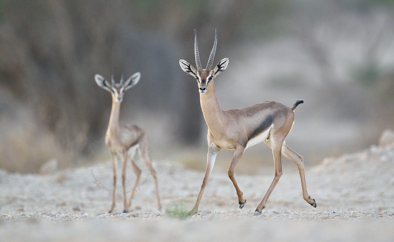Fawn Born To Endangered Gazelles In Southern Israel The Times Of Israel