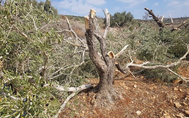 A tree in the Palestinian village of Burin, in the northern West Bank, that was badly damaged in an alleged settler hate crime. (courtesy Yesh Din)