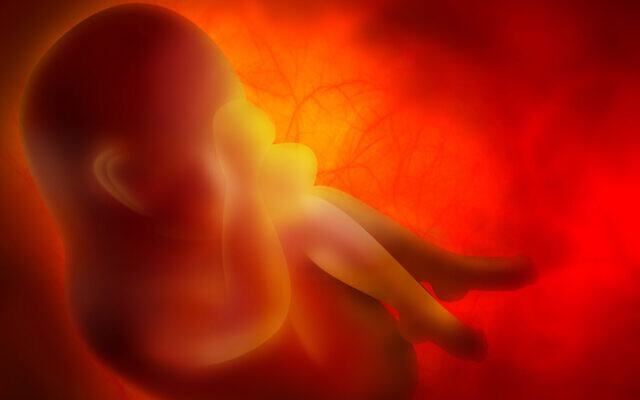 An illustrative image of an embryo (Zffoto; iStock by Getty Images)