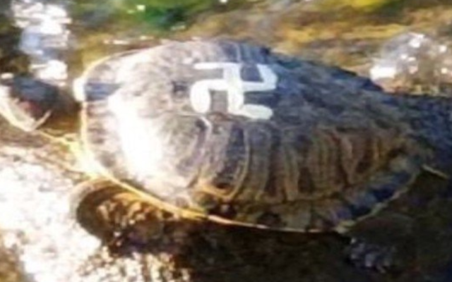 One of the unwittingly anti-Semitic turtles at a park outside Seattle, November 2019. (Screenshot from Twitter via JTA)