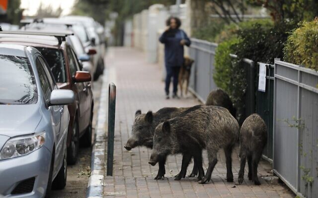 Wild boars gather in a residential area in the northern city of Haifa on December 5, 2019 (MENAHEM KAHANA / AFP)