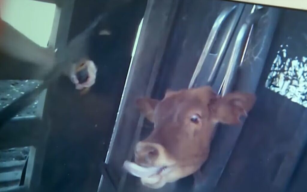 terrified cow